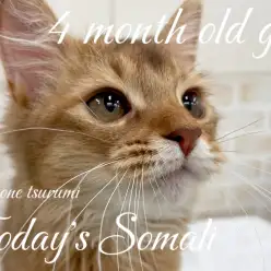 【 ソマリ 】本日のソマリちゃん！生後4ヶ月の女の子！