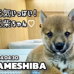 【 豆柴成長ログ 】お隣りさんが気になっちゃう！可愛い豆柴ちゃん！