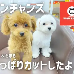 【 ワンチャンズ成長ログ 】ぷーこ＆おまるさっぱりカットしたよ！