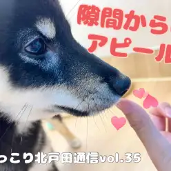 【 ほっこり北戸田通信Vol.35 】気づいてください！柴子のアピール法