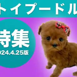 【 トイプードル 】4/25現在在店中のトイ・プードルちゃん！最新動画は必見！