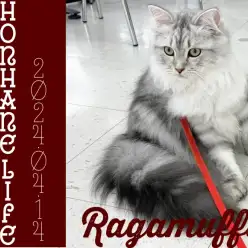 【ラガマフィン成長ログ】ゴージャスラガちゃまのお散歩できるもん!