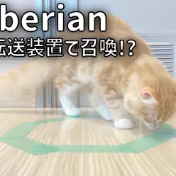 【 サイベリアン成長ログ 】猫転送装置でサイちゃん召喚？！