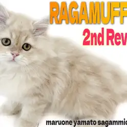 【 ラガマフィン 】淡い毛色のぬいぐるみ猫！進化が止まらない可愛さに大注目！