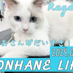 【 ラグドール成長ログ 】環境トレーニング〜店内巡回を楽しむラグちゃん〜