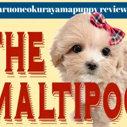 【 MIX 】超ドワーフボディのバニラ系アプリコットマルプー！