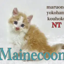 【 メインクーン 】家猫最大猫種ハチワレメインクーンの男の子