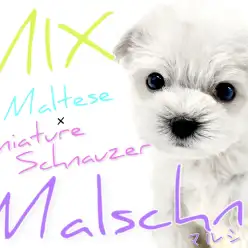 【 MIX 】マルチーズ×シュナウザー！白い妖精マルシュナちゃん！