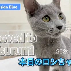 【 ロシアンブルー 】本日のロシちゃん!鶴見店にお引越ししてきたよ!