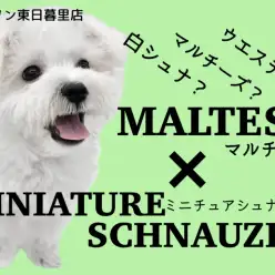 【 マルチーズ×ミニチュアシュナウザー 】マルシュナ登場！ドワーフ白シュナの予感