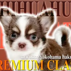 【 チワワ 】初日からへそ天しちゃう！？好奇心旺盛なプレミアムBOY降臨！