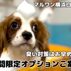 【 白楽店トリミング 】期間限定オプションご紹介！臭いの元を徹底ブロック！