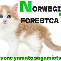 【 ノルウェージャン 】端正な顔立ちが映える温かみのある毛色！遊び方に胸キュン？