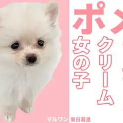 【 ポメラニアン 】爆毛クリーム到来！コロンコロンの毛玉の正体が可愛すぎる