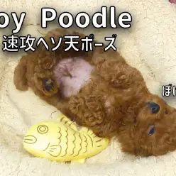 【トイプードル成長ログ】ヘソ天ポーズですやすや。ツルツルのお腹も必見！