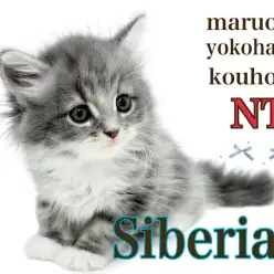 【 サイベリアン 】幸せ運ぶ青い猫⁉︎サイベリアンの男の子