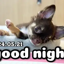 【 チワワ成長ログ 】ちょっぴり微笑む寝顔が可愛いチワワちゃん！