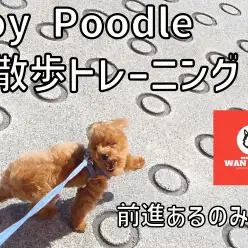 【 ワンチャンズ成長ログ 】強風！！お散歩トレーニング！！