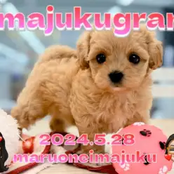 【 イマジュクグラム 】2024年5月28日にマルプーの女の子が仲間入り!