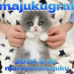 【 イマジュクグラム 】ブルー＆ホワイトの癒し系ラガマフィン！お手入れに密着！