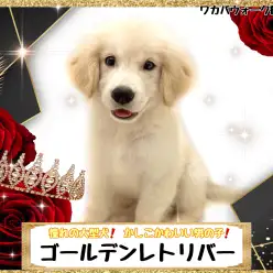 【 ゴールデンレトリバー 】元気で明るく大きい憧れの大型犬