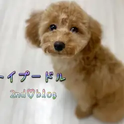 【 トイプードル 】生後半年！童顔ぷーちゃん、更なる高みを目指して成長中！