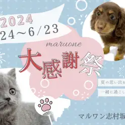 【 お知らせ 】大感謝祭開催中！志村坂下店のワンちゃんネコちゃん全頭ご紹介！