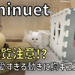 【 ミヌエット成長ログ 】可愛すぎて閲覧注意？！