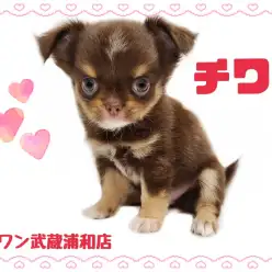 【 チワワ 】小さめサイズの童顔ちゃん！プレミアムチワワが埼玉にやって来た！