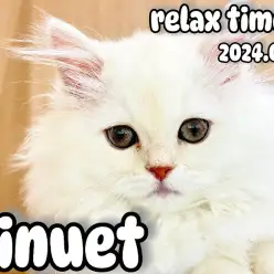 【 ミヌエット 】このくぼみ大好き！！今日もまったりミヌエットちゃん！