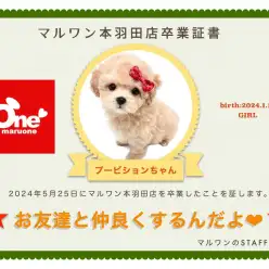 【卒業記念】ビションプーちゃん卒業おめでとう！今までの感謝を込めて〜卒業ブログ〜