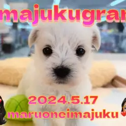 【 イマジュクグラム 】マルチーズとシュナウザーのレアMIX！お手入れに密着！