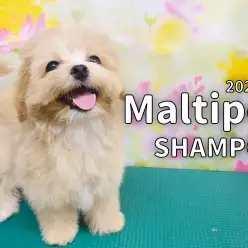 【 マルプー成長ログ 】マルプーシャンプーですっきりさっぱり！！