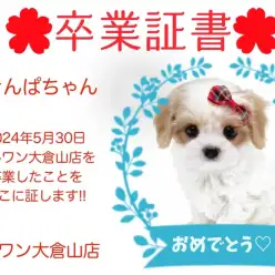 【 卒業証書 】きんぱちゃん卒業おめでとう！！スタッフママより愛を込めて！