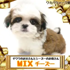 【 MIX 】お父さんがチワワお母さんがシーズーのMIXチーズーちゃん