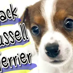 【 ジャックラッセルテリア 】パワフルわんこ！横浜元町の小さなマッチョ！