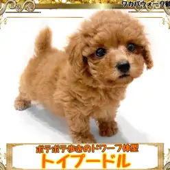 【 トイプードル 】ポテポテ歩く姿が愛くるしいトイプードルちゃん