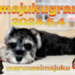 【 イマジュクグラム 】シュナウザーちゃまのシャンプータイムに密着！