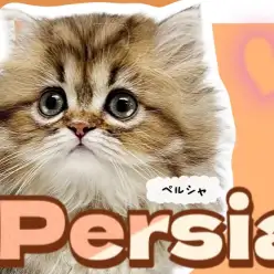 【 ペルシャ 】ぺちゃ顔好きさん必見!ゴールドの上品な被毛を纏った激カワ皇女様