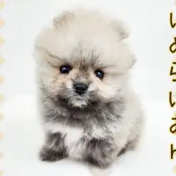 【 ポメラニアン 】生後60日で581g!ボリューム満点のプレミアムなたぬきポメ登場!