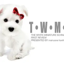 【 ミニチュアシュナウザー 】純白のプリンス！ホワイトシュナウザーくんが舞い降りた！