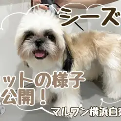 【 シーズ― 】更にイケわんへ大変身！シーズーくんカットの様子大公開！