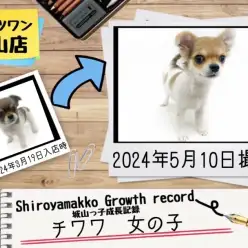 【 チワワ 】城山っ子成長報告！2024年05月10日
