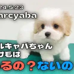 【 マルキャバ成長ログ 】マルキャバちゃんは抜け毛あるの？ないの？検証！！