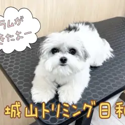 【 城山トリミング 】 城山トリミング日和 No.15『ラムちゃん』