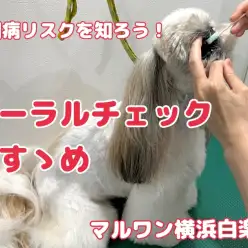【 白楽店トリミング 】愛犬のお口は大丈夫！？オーラルチェックのご案内