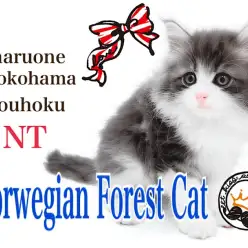 【 ノルウェージャン 】可愛さと優美さを兼ね備えたプレミアムキャット