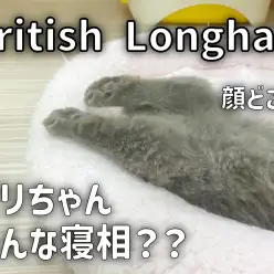 【 ブリテッシュロングヘア成長ログ 】究極のリラックスモードに爆笑？！