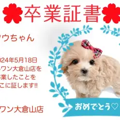 【 卒業証書 】フウちゃん卒業おめでとう！！スタッフママより愛を込めて！