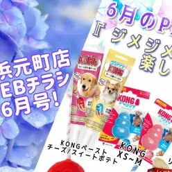 【 商品レビュー 】横浜元町店WEBチラシ6月号！